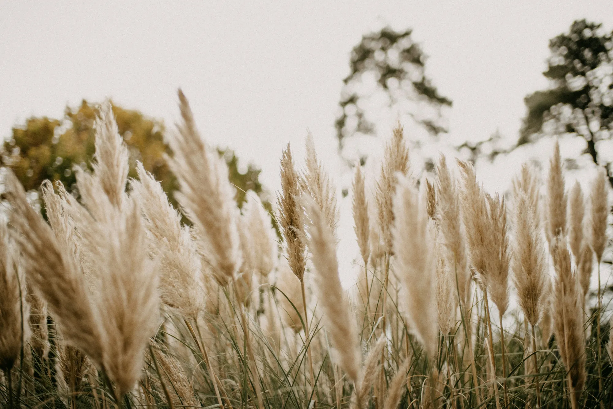 annie-spratt-AiHT_bI_tAY-unsplash